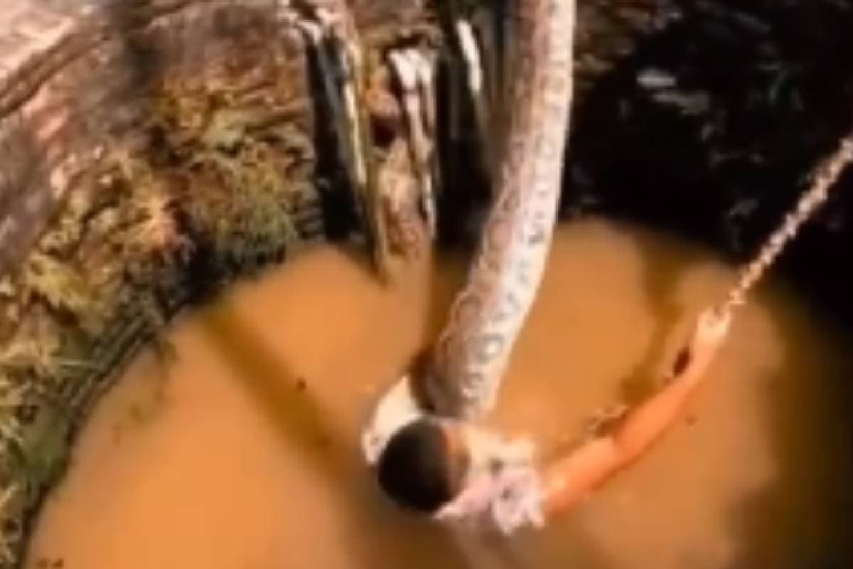 Viral Video : अजगर के चंगुल में फंसा शख्स, बचना था मुश्किल, फिर हुआ ये