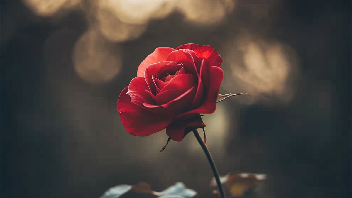 Rose Day Best Wishes : पार्टनर को भेजिए रोस डे के दिन ये रोमांटिक कोट्स