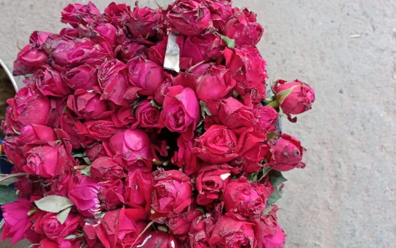 Gaya News: रोज डे के साथ कल शुरू होगा वेलेंटाइन वीक, 10 हजार पीस गुलाब फूल के कारोबार की संभावना