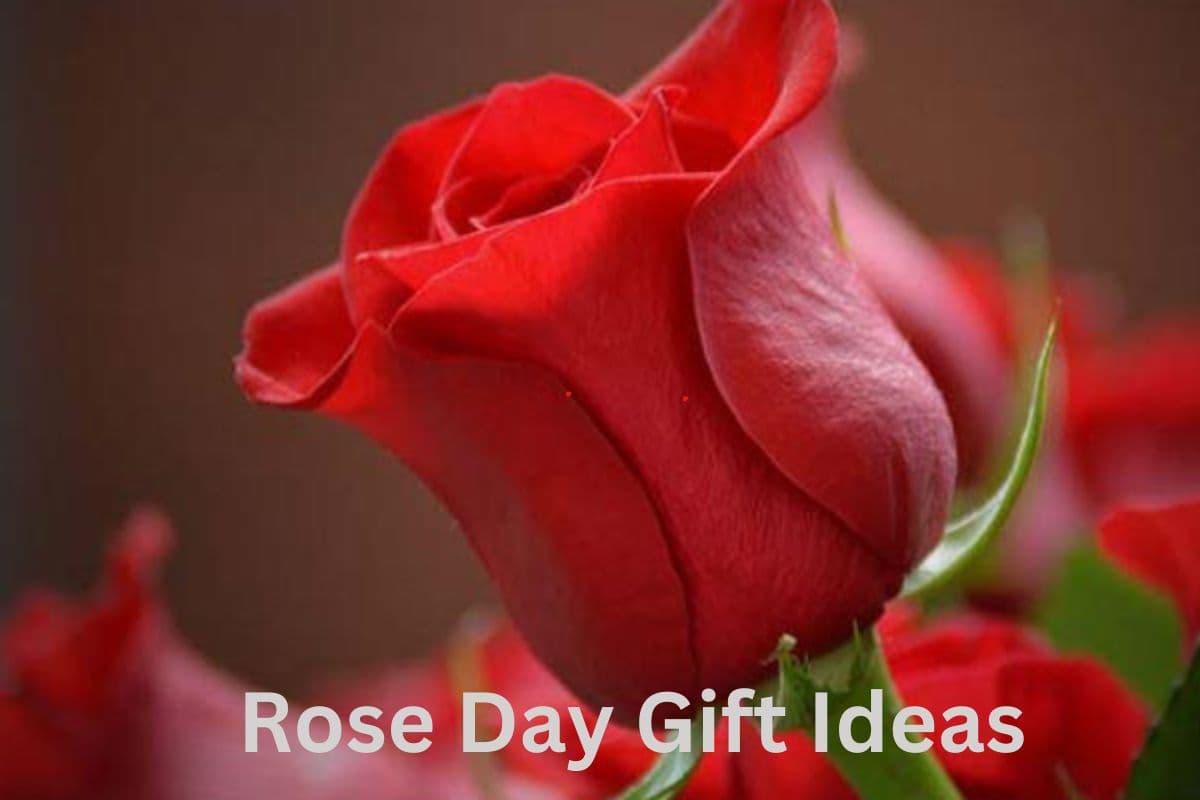 Rose Day Gift Ideas: रोज डे पर अपनी गर्ल फ्रेंड को दें ये खास गिफ्ट, देखते ही कहेगी 'Wow so Sweet'