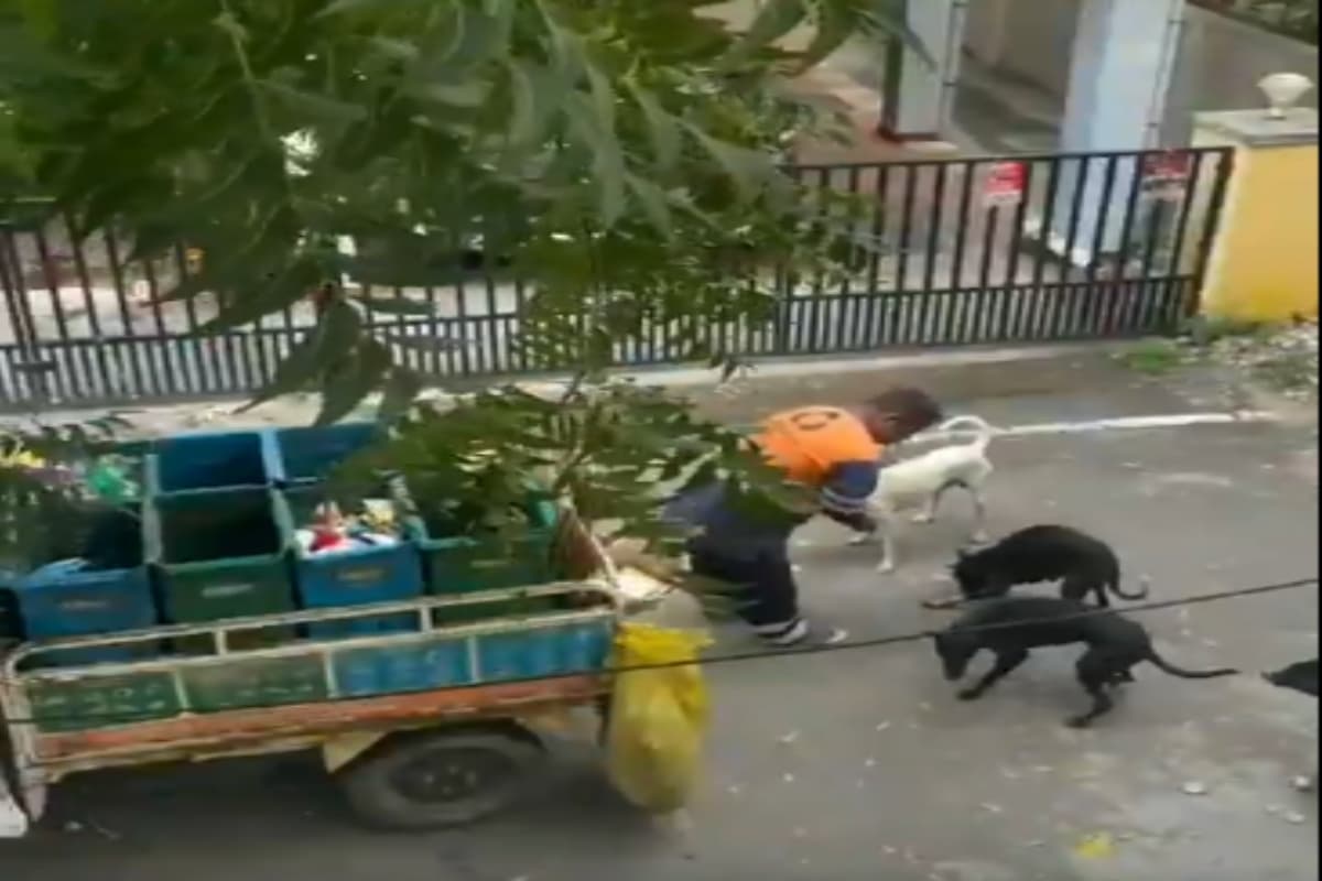 Viral Video: दिल छू लेगा सफाईकर्मी और स्ट्रीट डॉग्स के बीच का प्यार, वीडियो वायरल