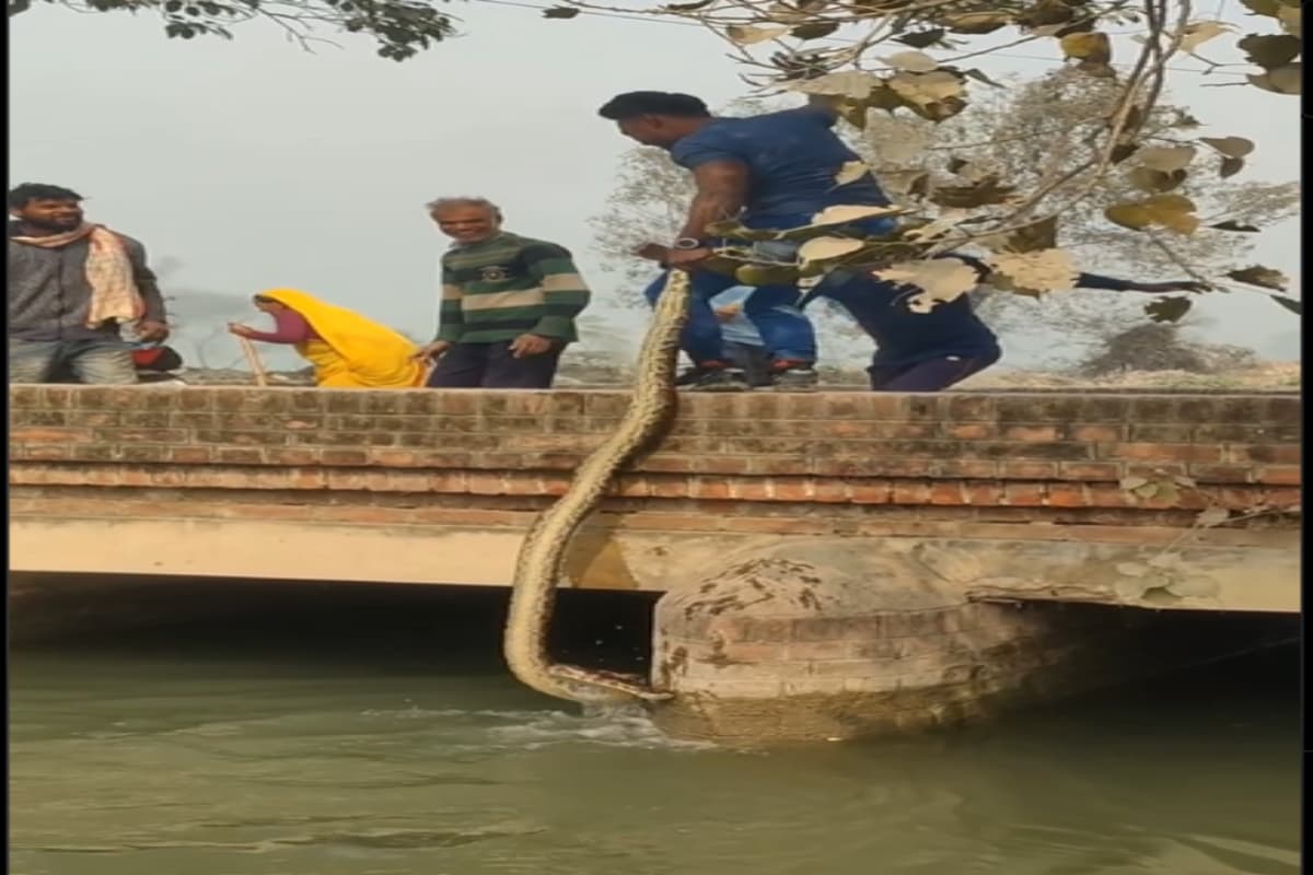 Viral Video: आदमी ने हाथों से अजगर की पूंछ पकड़ कर पानी से बाहर निकाला, वायरल वीडियो देख लोग हुए हैरान