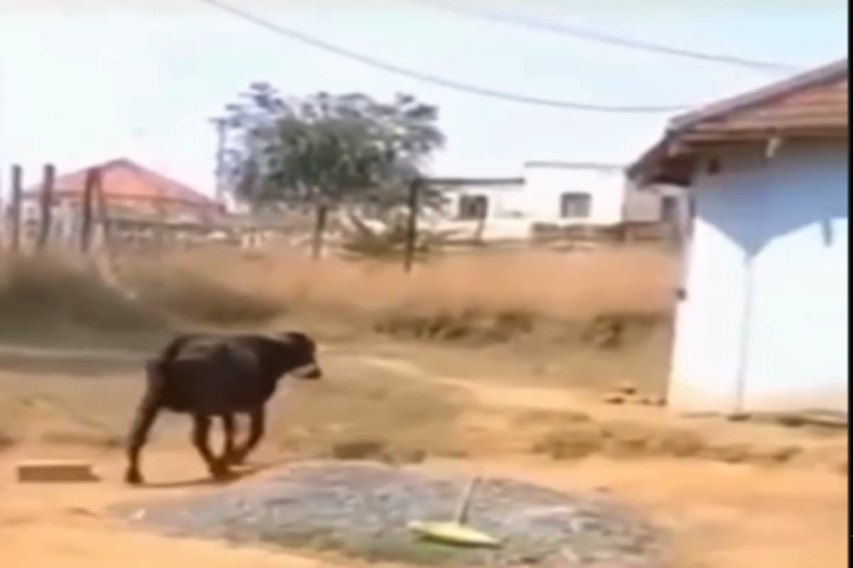 Viral Video: बीयर पीकर नशे में झूमती दिखी गाय, देख लोग रह गये हैरान, वीडियो वायरल