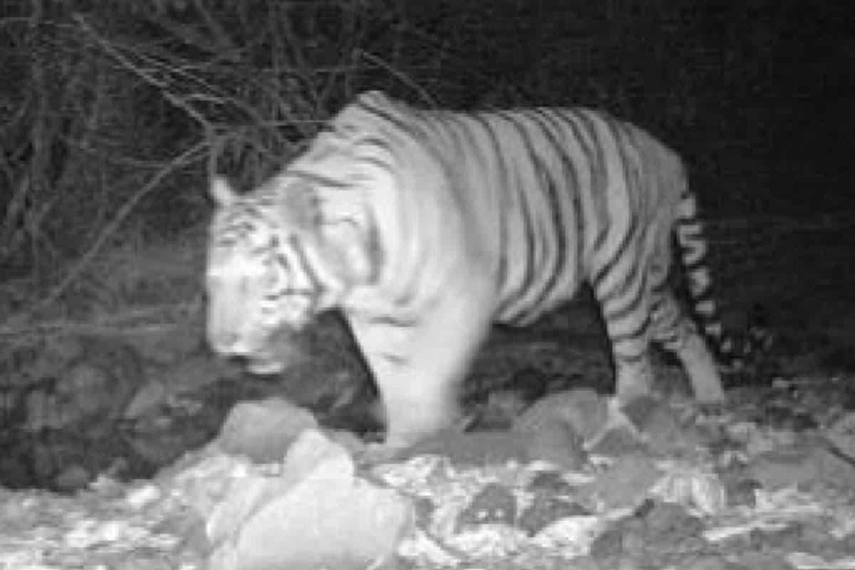 दलमा से निकला ‘सम्राट’, खूंटी और चांडिल में दिख रहे बाघ के पंजों के निशान