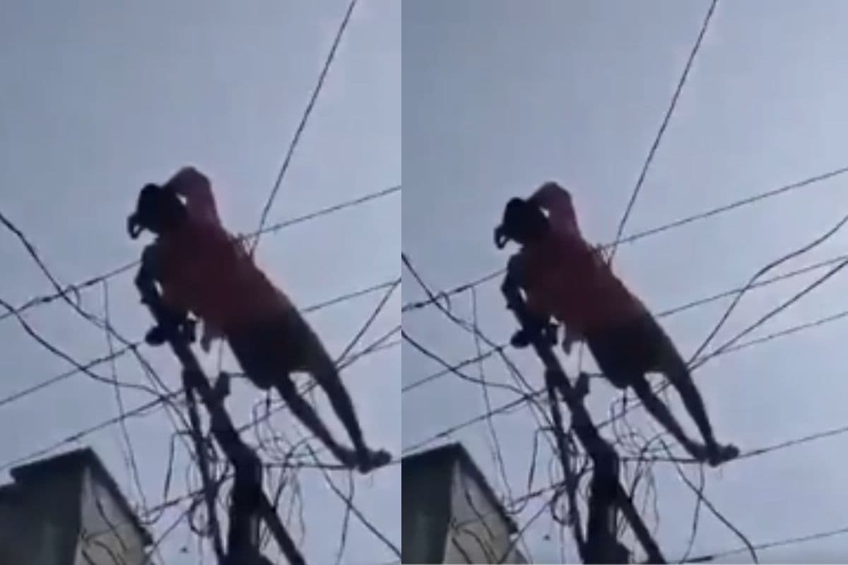 Viral Video: बिजली की तार पर सोया शराबी, वीडियो देख घूम जाएगा आपका दिमाग