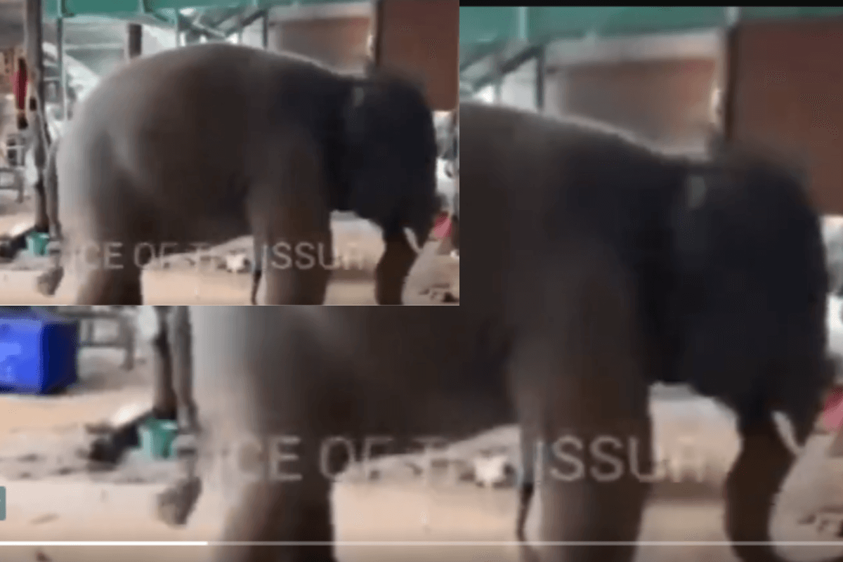 Viral Video: भजन की धुन पर नाचते हुए नन्हें हाथी ने जीता लोगों का दिल,वीडियो हुआ वायरल