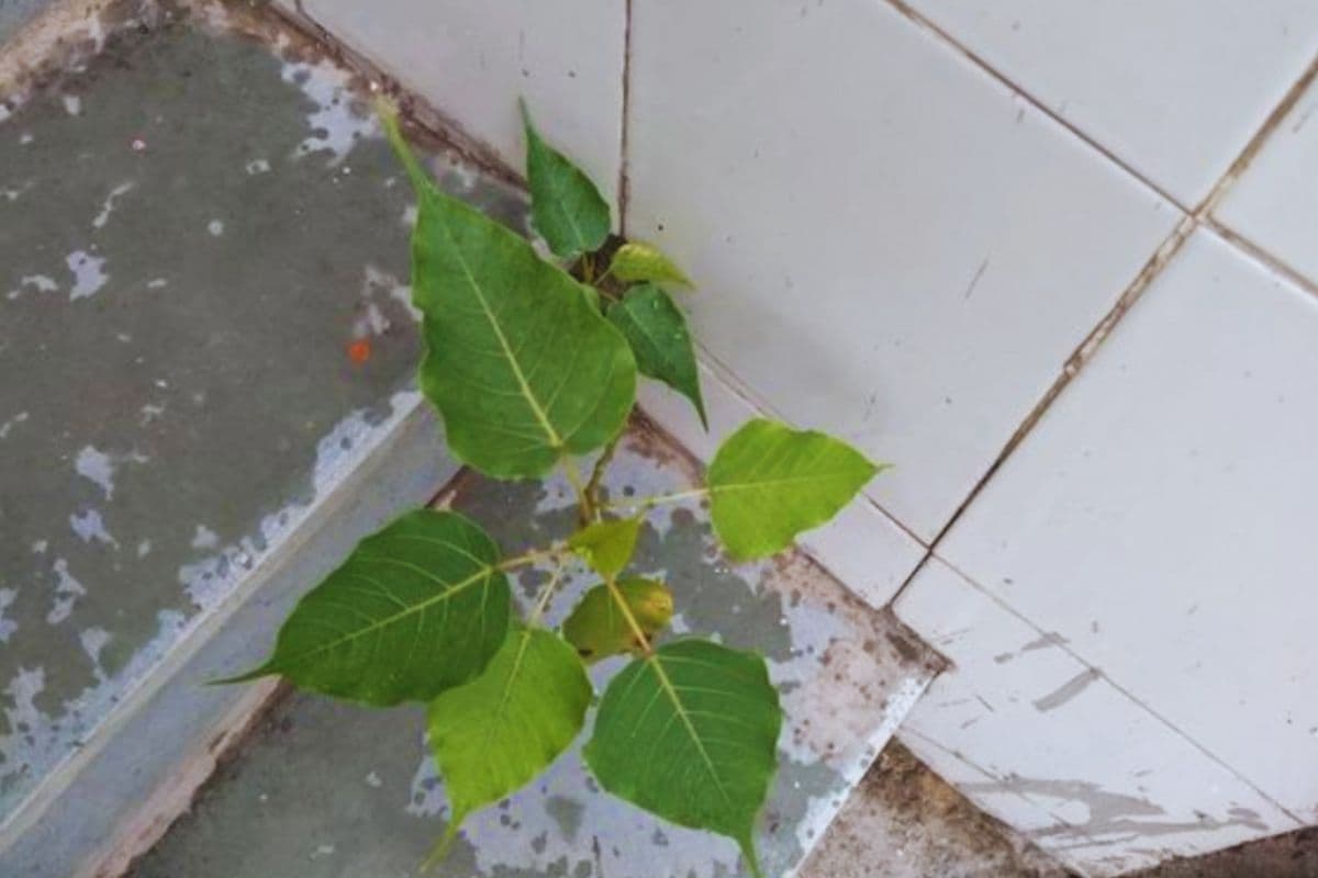 Vastu Tips: घर के दीवार में उग आया है पीपल का पड़े, हटाने के लिए अपनाएं ये वास्तु उपाय