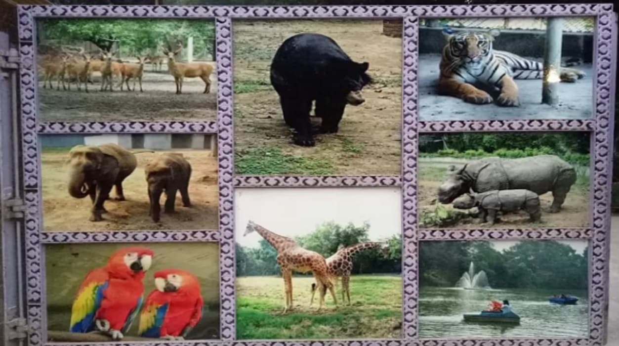 जानवरों का खानपान: बाघ-शेर रखते हैं एक दिन की फास्टिंग, पर हाथी-गैंडा को भूख बर्दाश्त नहीं