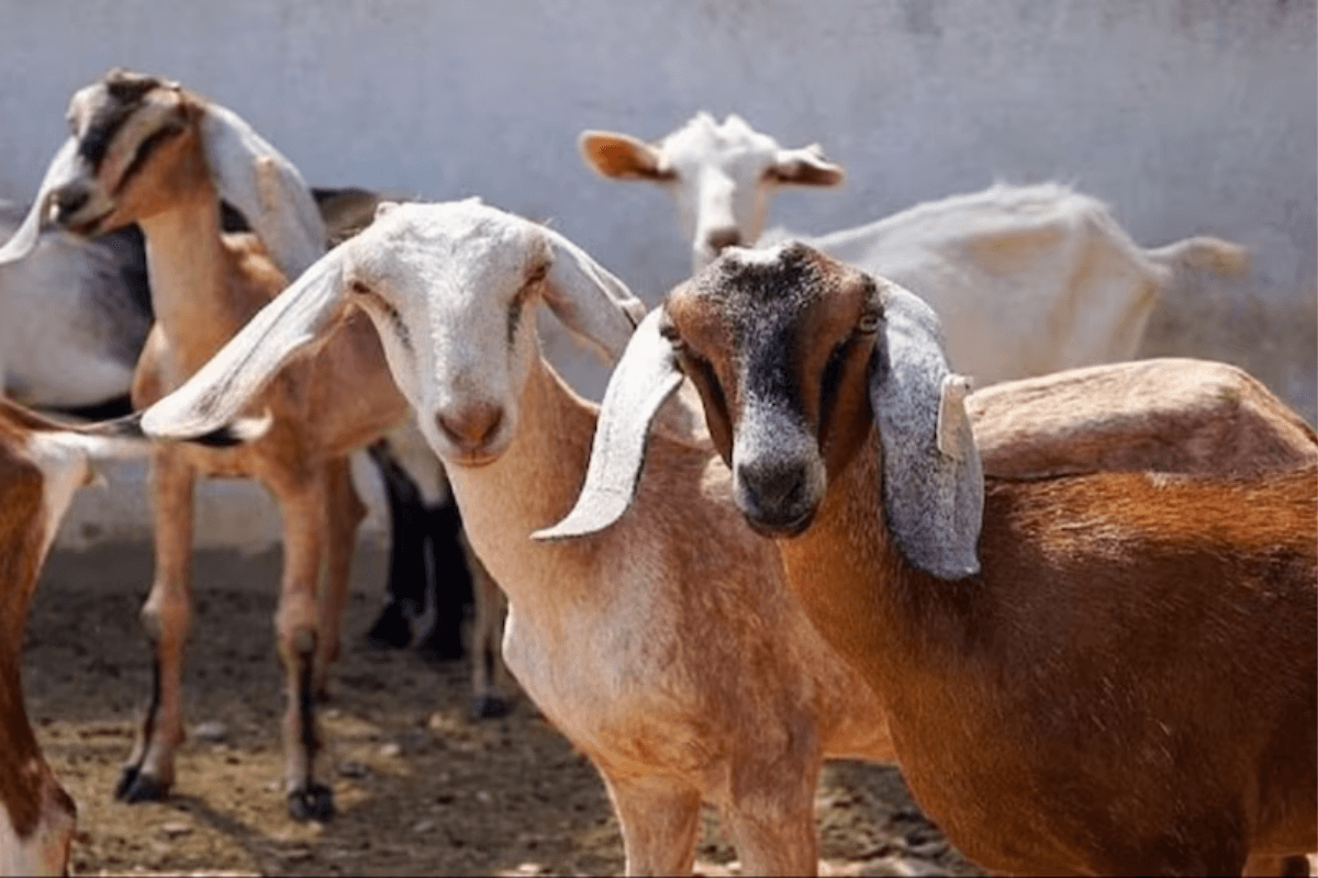 Bihar Crime: नशेड़ी युवक ने बकरी के साथ किया गंदा काम, घटना के बाद बेजुबान के निकले प्राण