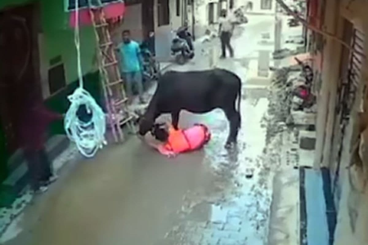 Video Viral: सांड ने महिला को उठाकर पटका, देर होती तो चली जाती जान! देखें वीडियो 