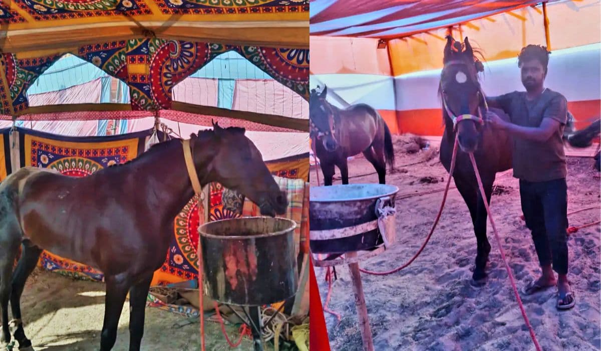 बिहार के ब्रह्मपुर मेले में घोड़ों की रफ्तार का जलवा, करोड़ों के रॉकेट और कल्लू राजा पर सबकी नजरें