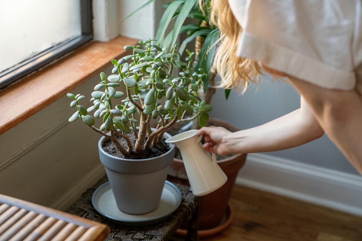 crassula plant crassula plant