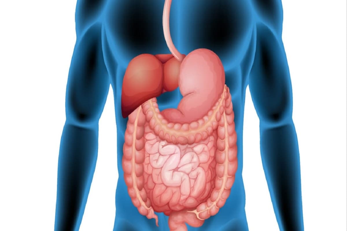 Health Tips: अगर पाचन से जुड़ी दिक्कतें परेशान कर रही हैं तो आज से अपनाएं इन नियमों को, दुरुस्त रहेगा पाचन तंत्र