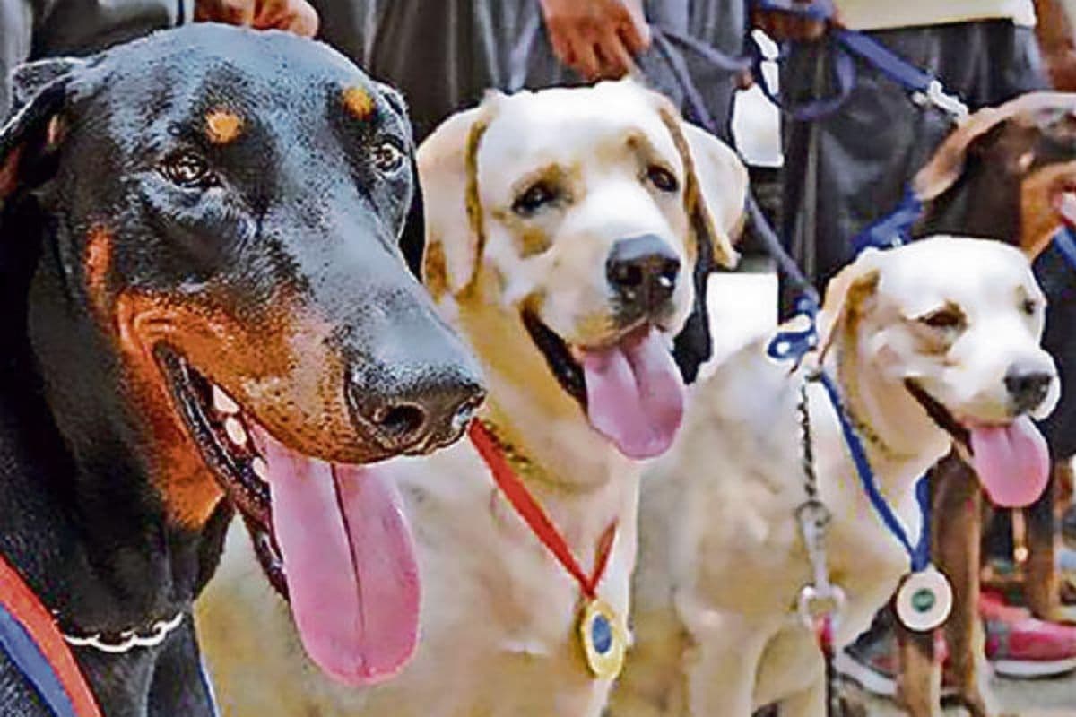 Dog Show: पटना में इस दिन होगा बड़ा डॉग शो, लैब्राडोर से लेकर बीगल तक 20 तरह की नस्लें होंगी शामिल