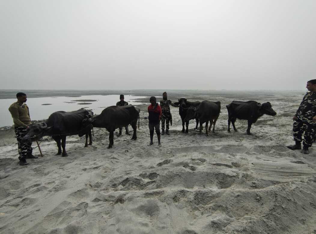 नेपाल से तस्करी कर लाये जा रहे मवेशियों के साथ तस्कर गिरफ्तार