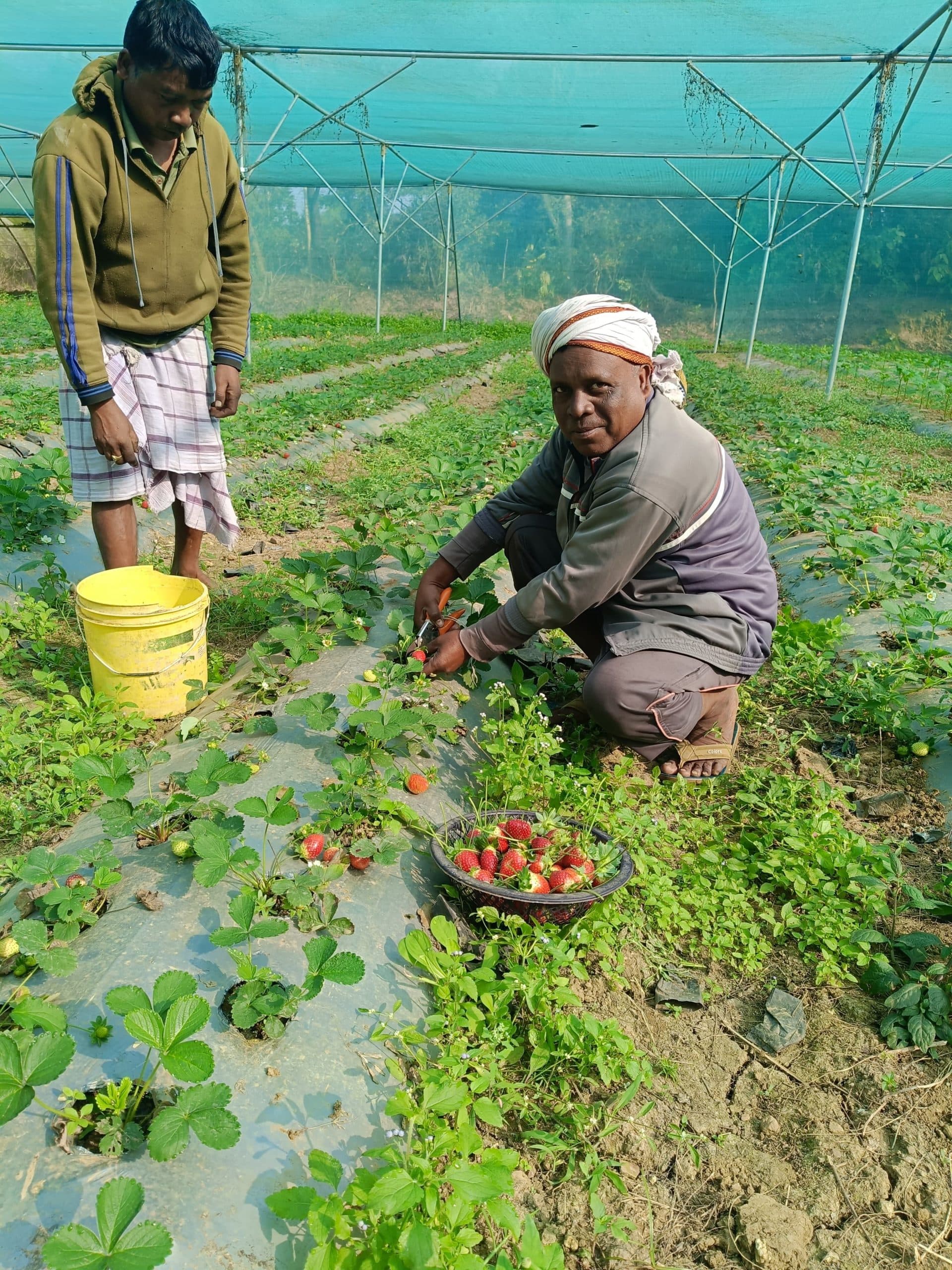 Jamshedpur news. पारंपरिक खेती छोड़ स्ट्रॉबेरी के उत्पादन से बैजू हेंब्रम की बदली किस्मत