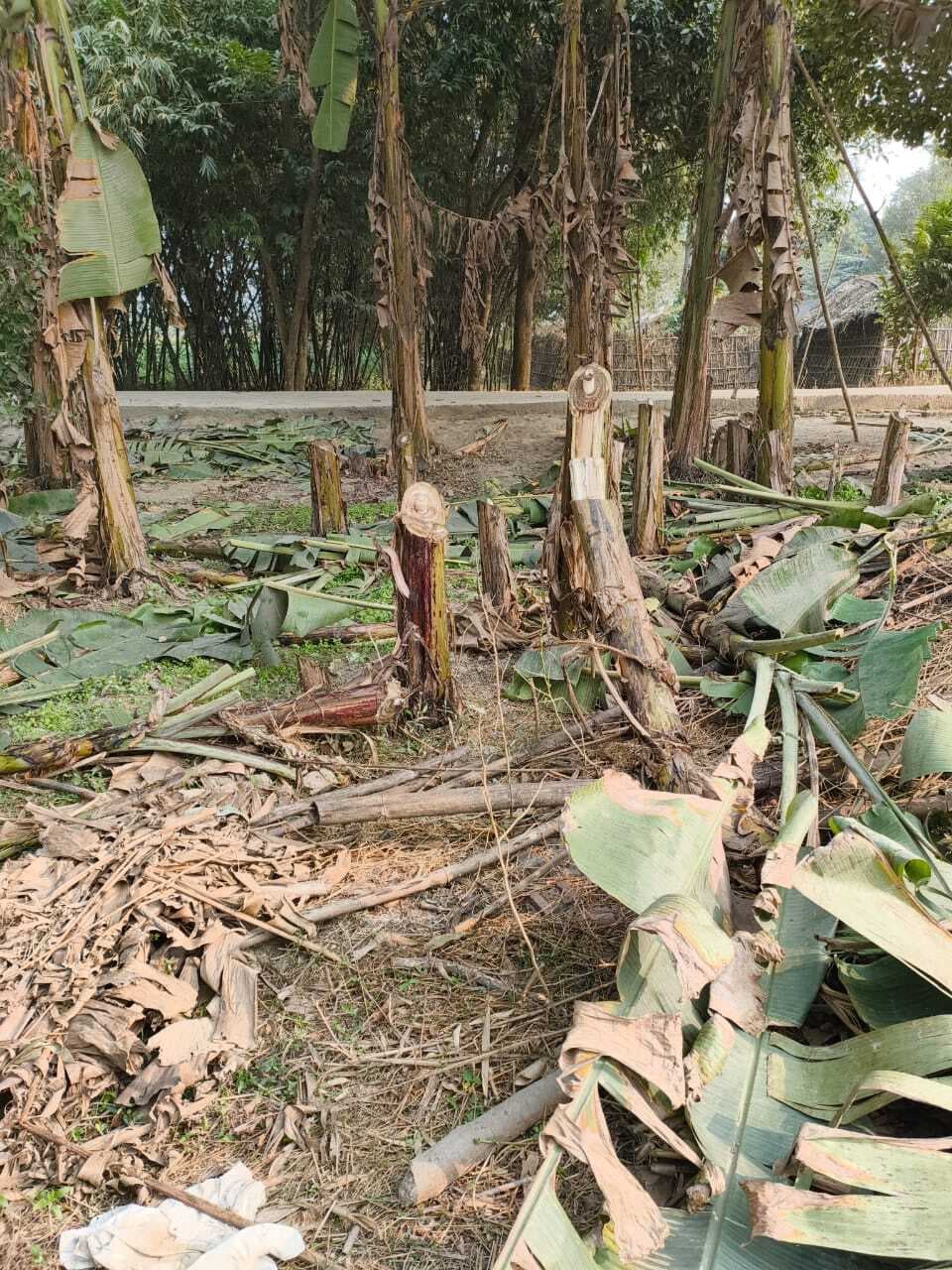 बलुआ में दर्जनों केला फसल काट जान से मारने की धमकी दी