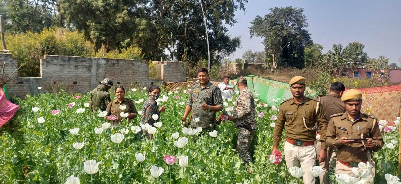 Aurangabad News : छह बीघे में लगी अफीम की फसल को पुलिस ने किया नष्ट