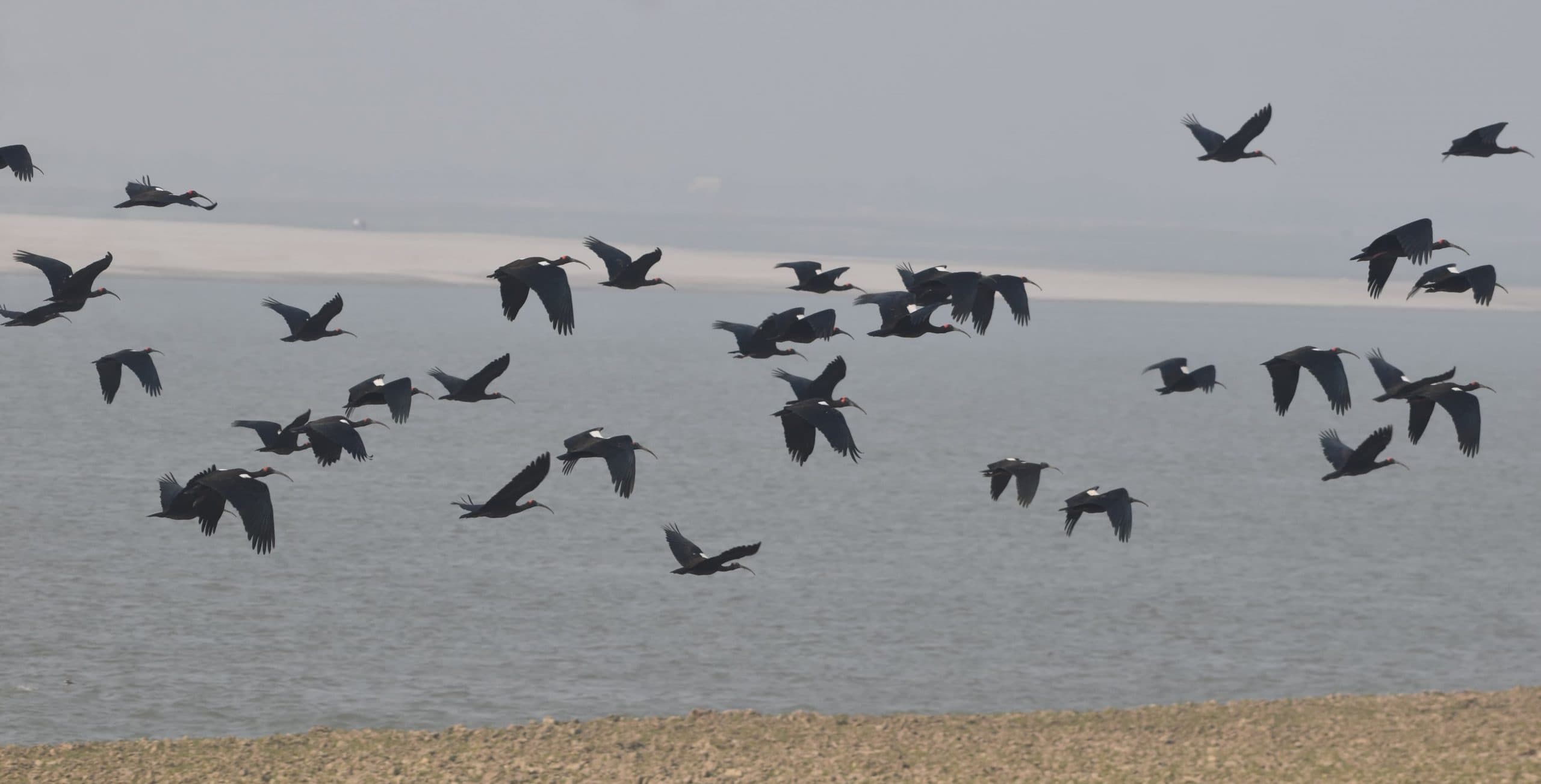 गिनती के दौरान प्रवासी पक्षियों की संख्या कम दिखी