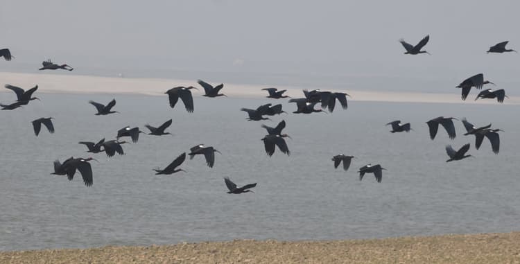 गिनती के दौरान प्रवासी पक्षियों की संख्या कम दिखी