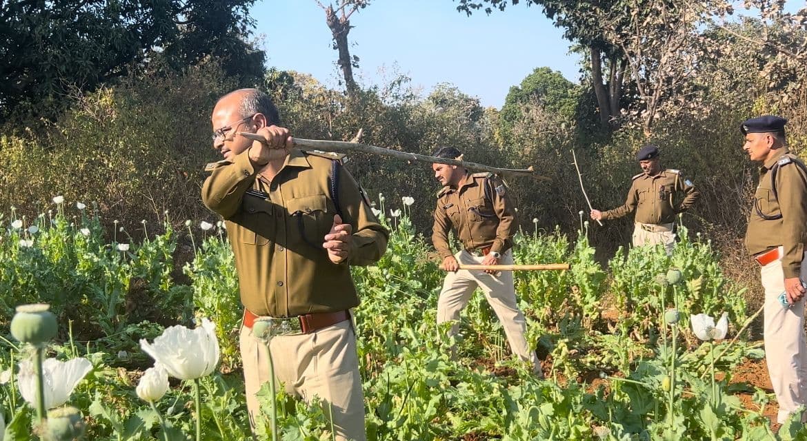 150 एकड़ में लगी अफीम की फसल की नष्ट