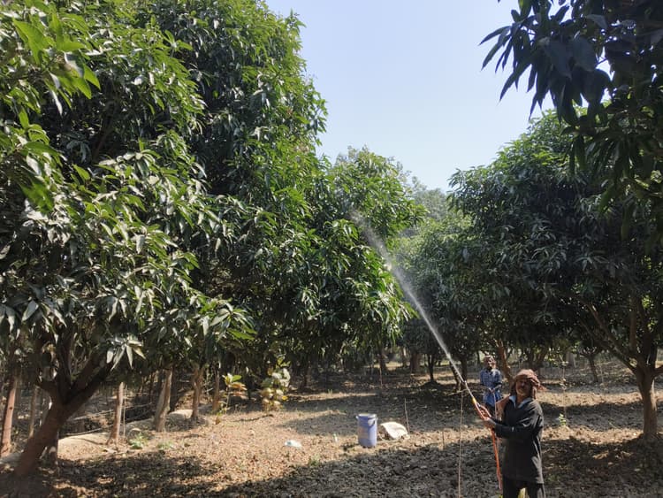 आम के पेड़ में मंजर देख बागवानों की लौट आयी मुस्कान