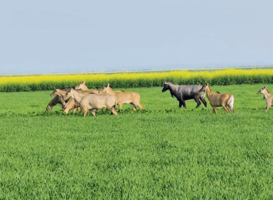 Chapra News : गेहूं की फसल बर्बाद कर रहीं नीलगाय, किसान परेशान