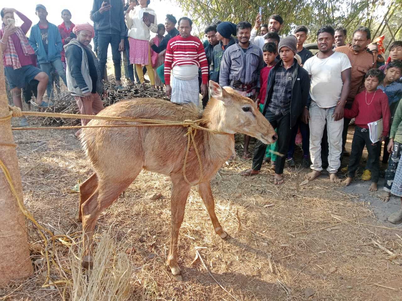 कुएं में गिरी नीलगाय को निकालकर वन विभाग को सौंपा