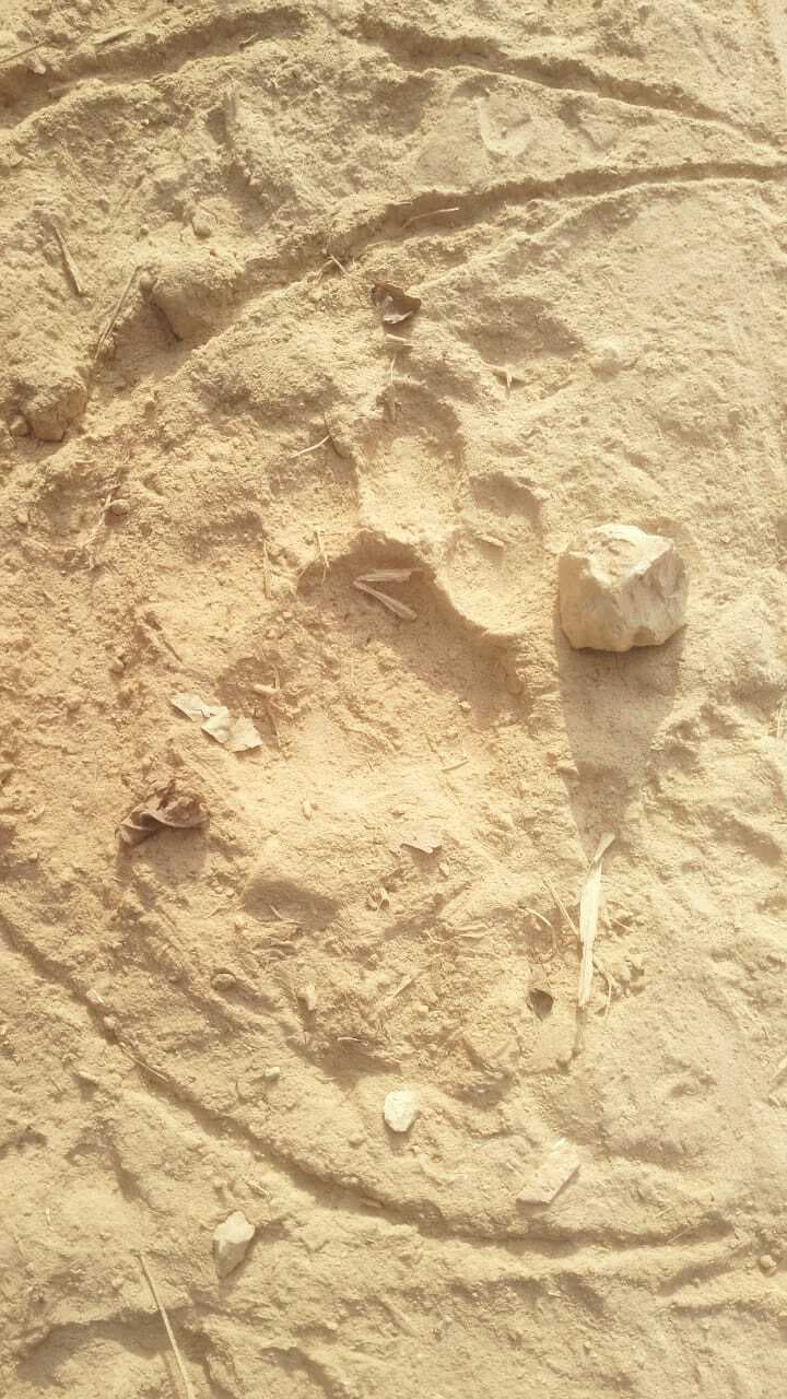 Jamshedpur news. गोबरघुसी के ओप्पो गांव में दिखे पांव के निशान, बंगाल की ओर जा सकता है बाघ