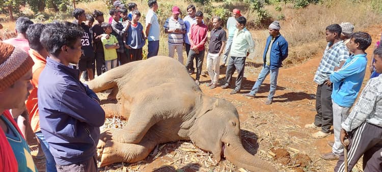 दुधिमाटी गांव के पास मिला हाथी का शव, उमड़ी भीड़