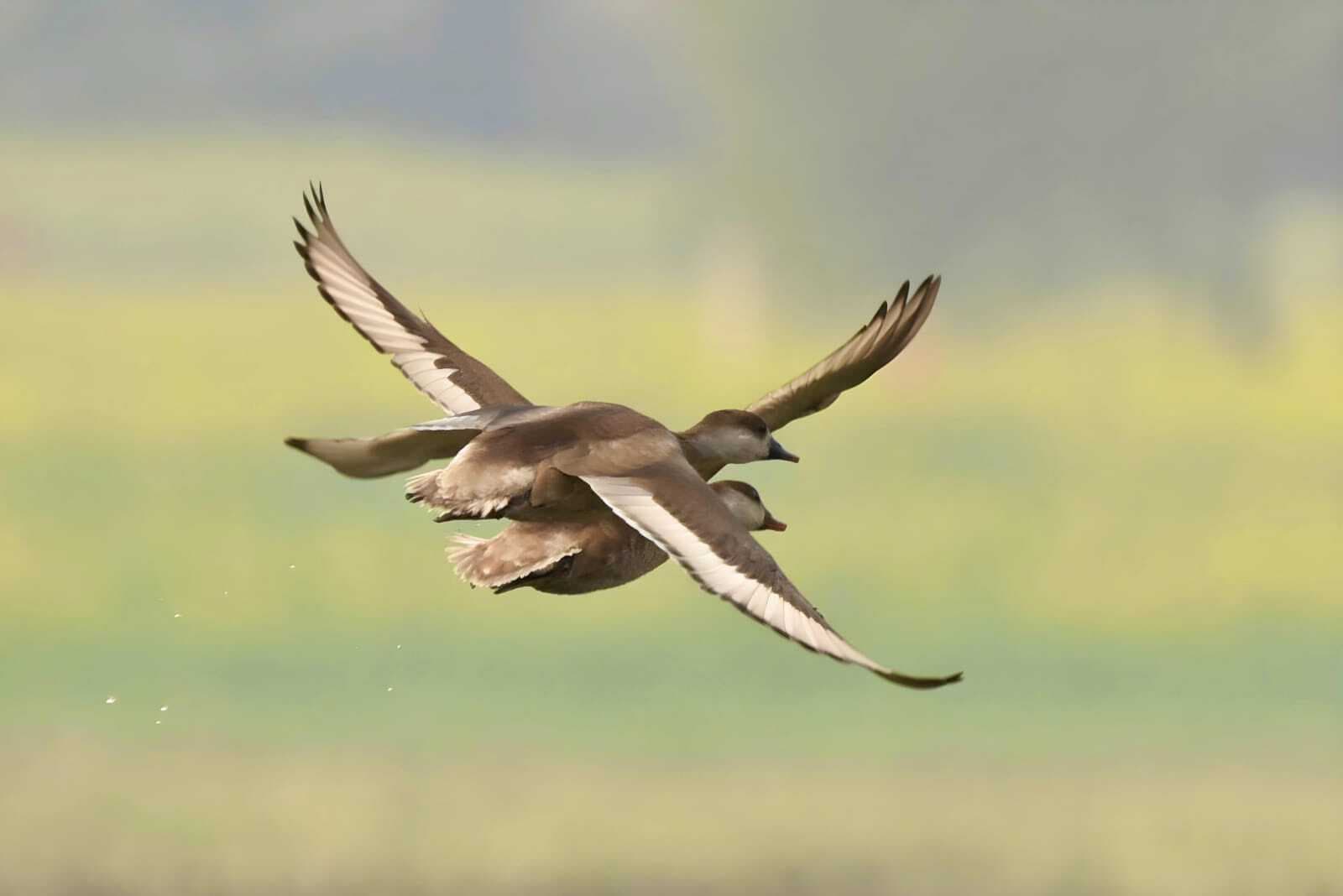 जगतपुर झील में प्रवासी व देसी पक्षियों की विविधता कायम