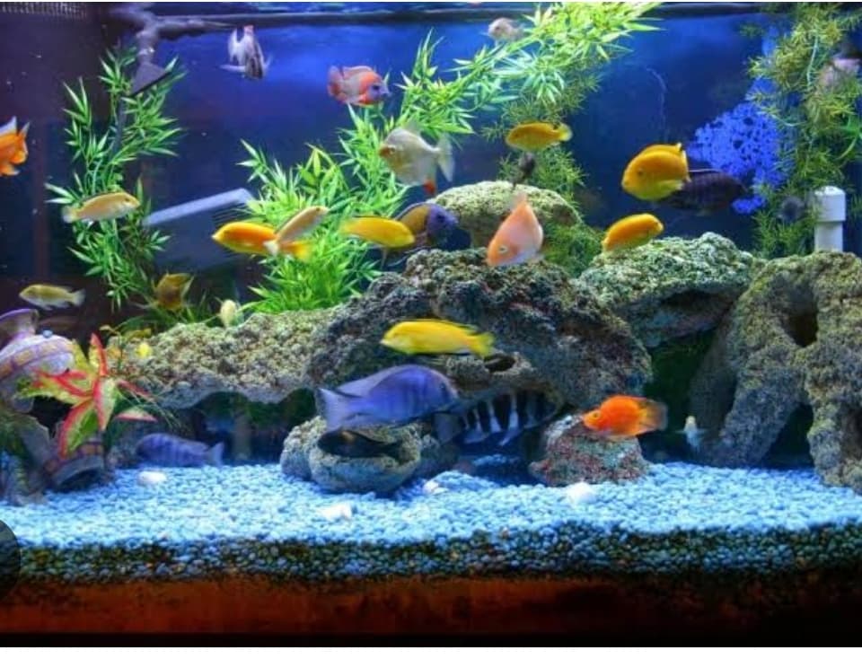 रंगीन मछलीपालन को एक्वेरियम व छोटे तालाब की जरूरत : डा श्रीवास्तव