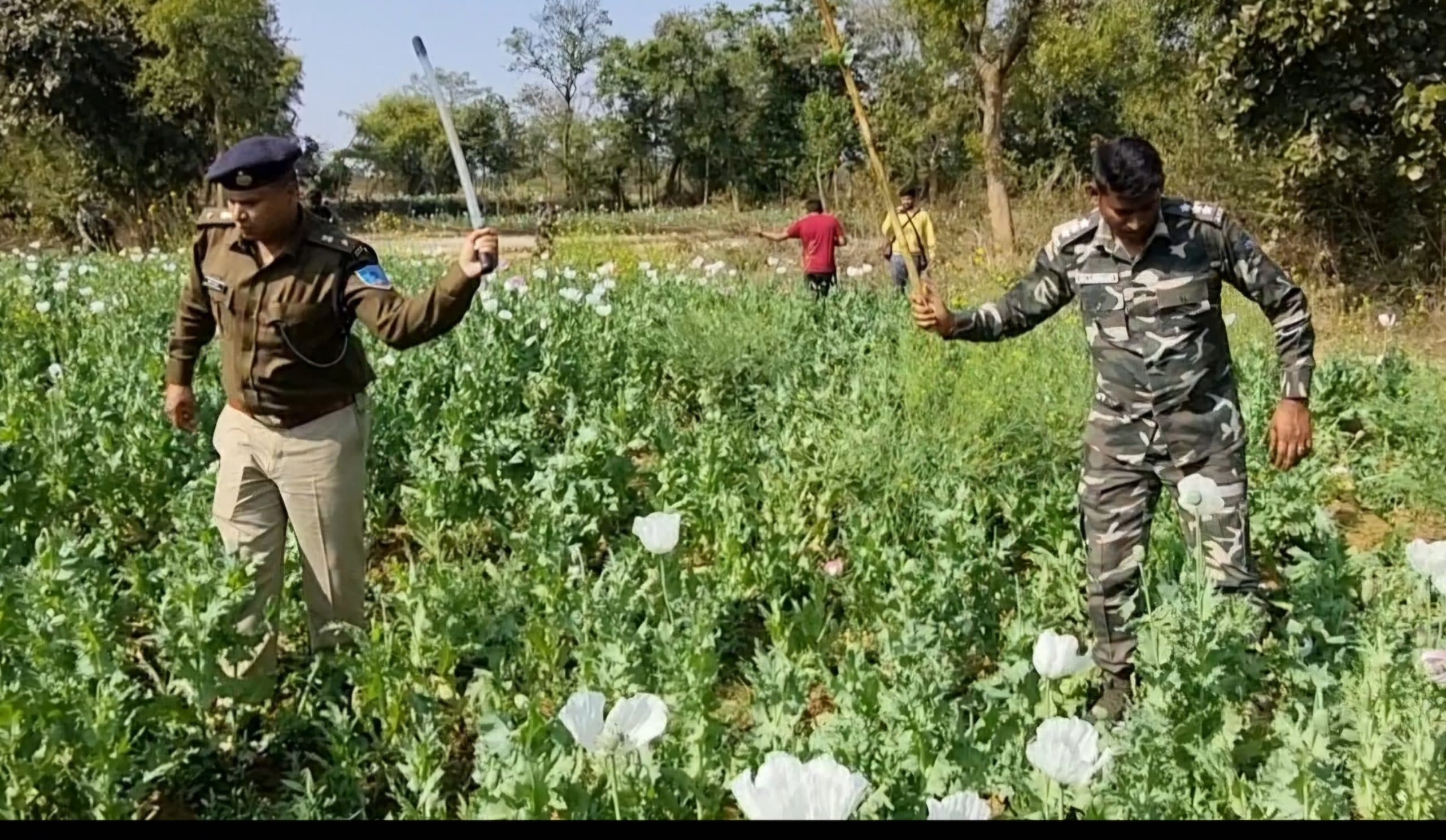 ग्रामीण एसपी और डीएसपी ने डंडा से अफीम की फसल नष्ट की