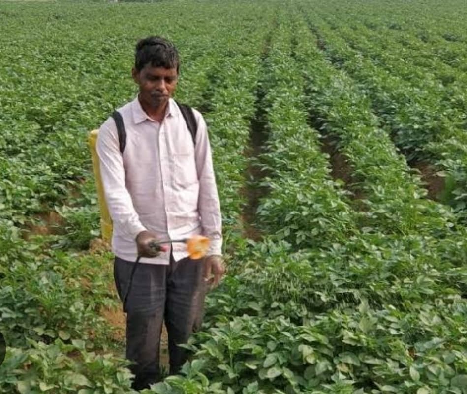 आलू फसल झुलसा रोग से होगा प्रभावित : डा तिग्गा