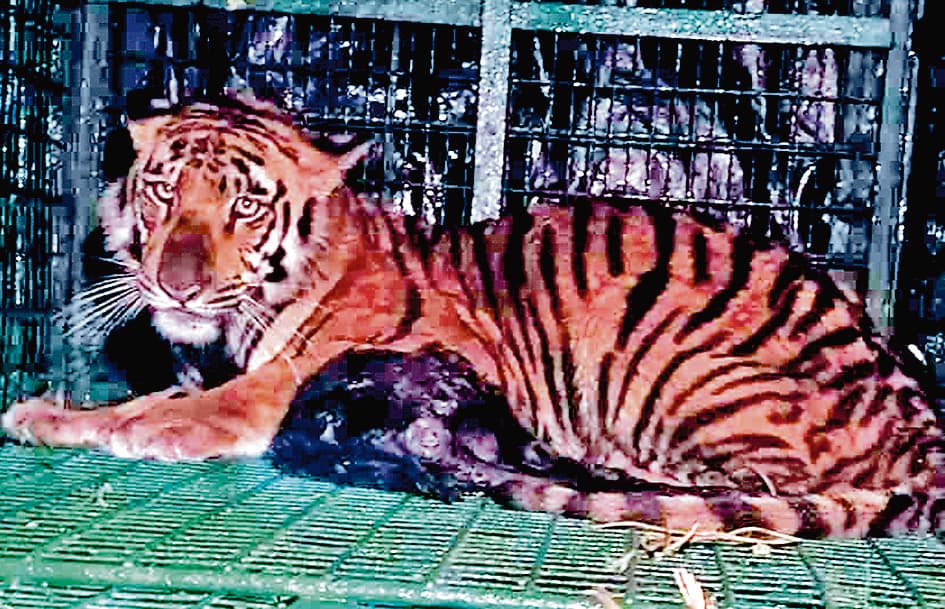 सुंदरबन : वन विभाग के कर्मचारी पर हमला करने वाला बाघ पकड़ा गया