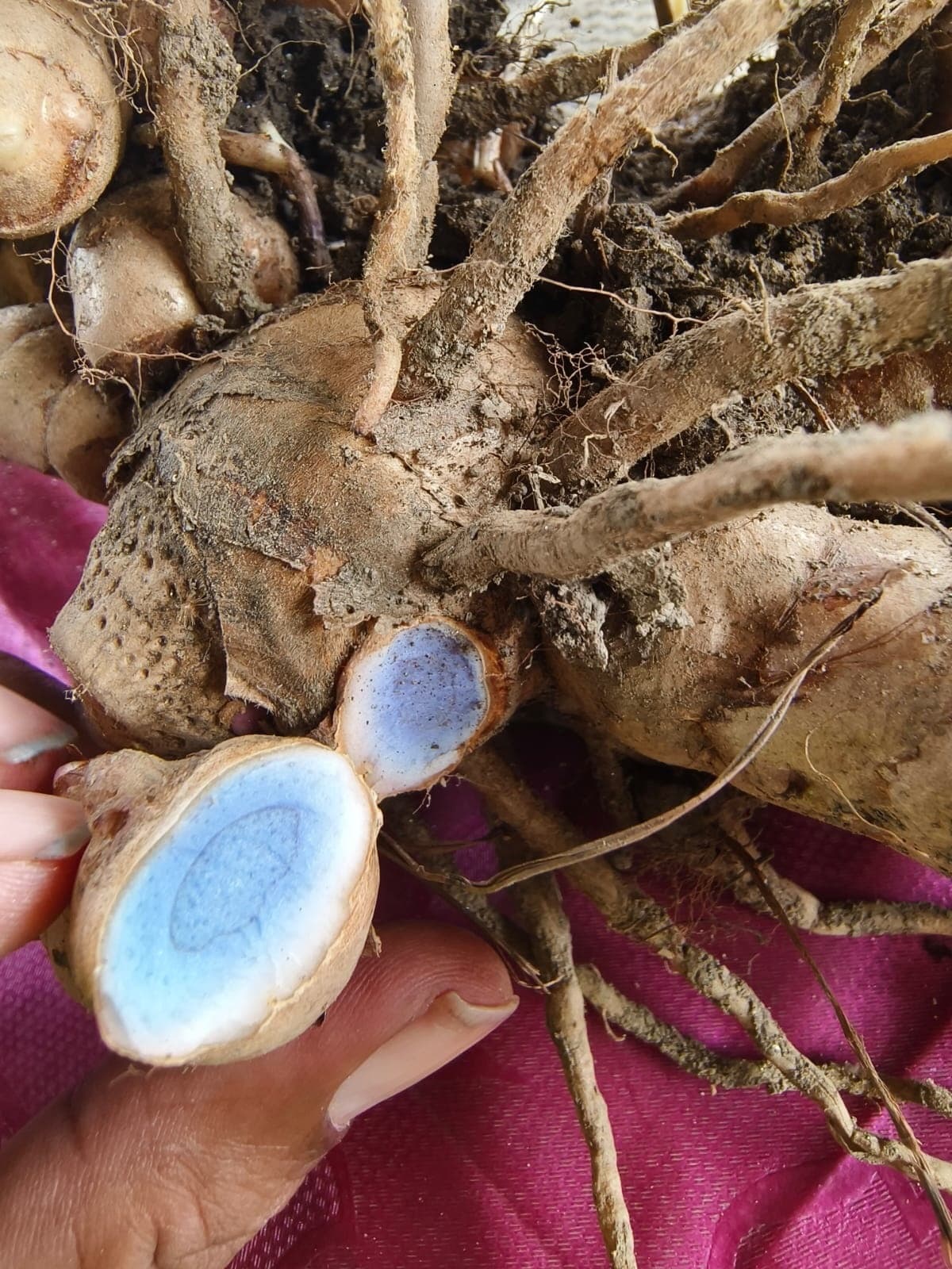 विलुप्त हो रही काली हल्दी की खेती कर रहे किसान नागराज नखत