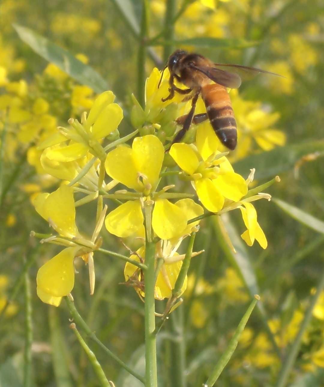 भारतीय साहित्य व संगीत में वसंत का है विशेष महत्व