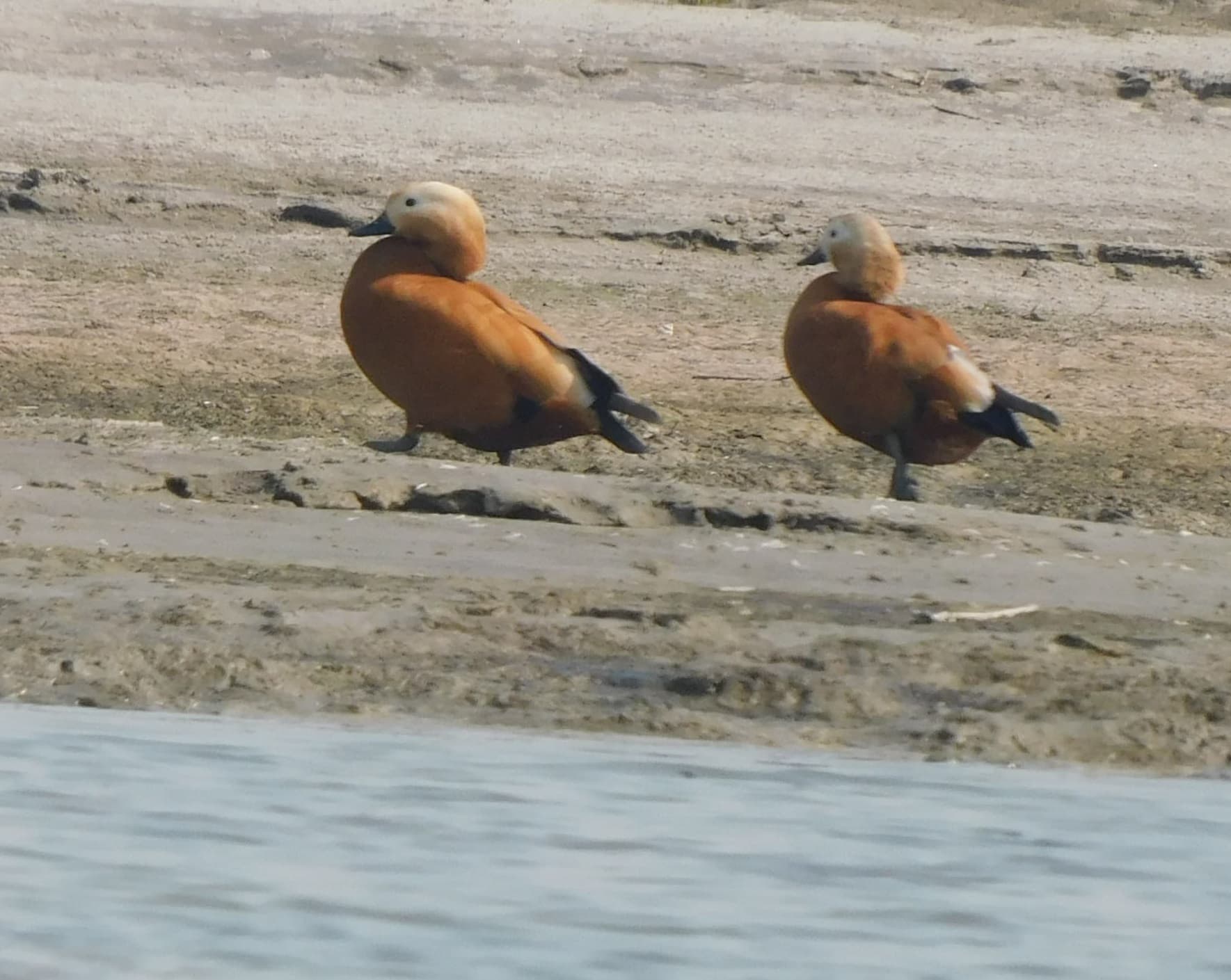 पक्षी गणना में 600 से अधिक प्रवासी पक्षी सुरखाब दिखा