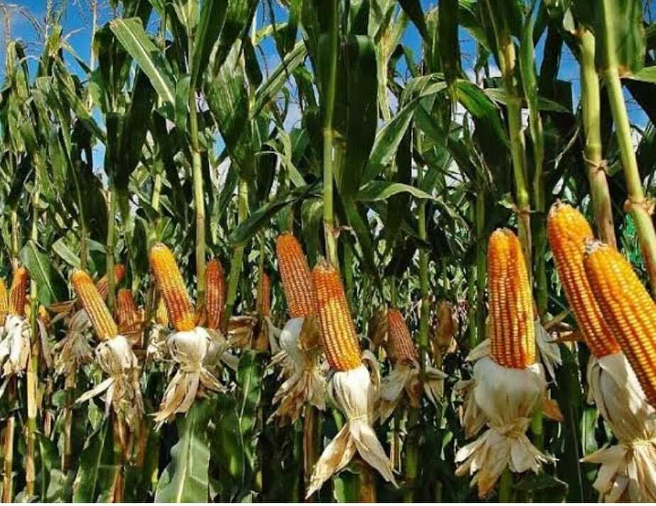स्वीट कॉर्न व बेबी कार्न मक्के की खेती से संवरेगी किसानों की तकदीर