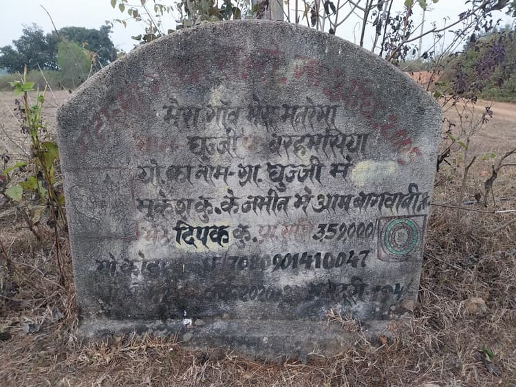 Giridih News :बरहमसिया में 83 हजार खर्च के बाद नहीं लगा आम का एक भी पौधा