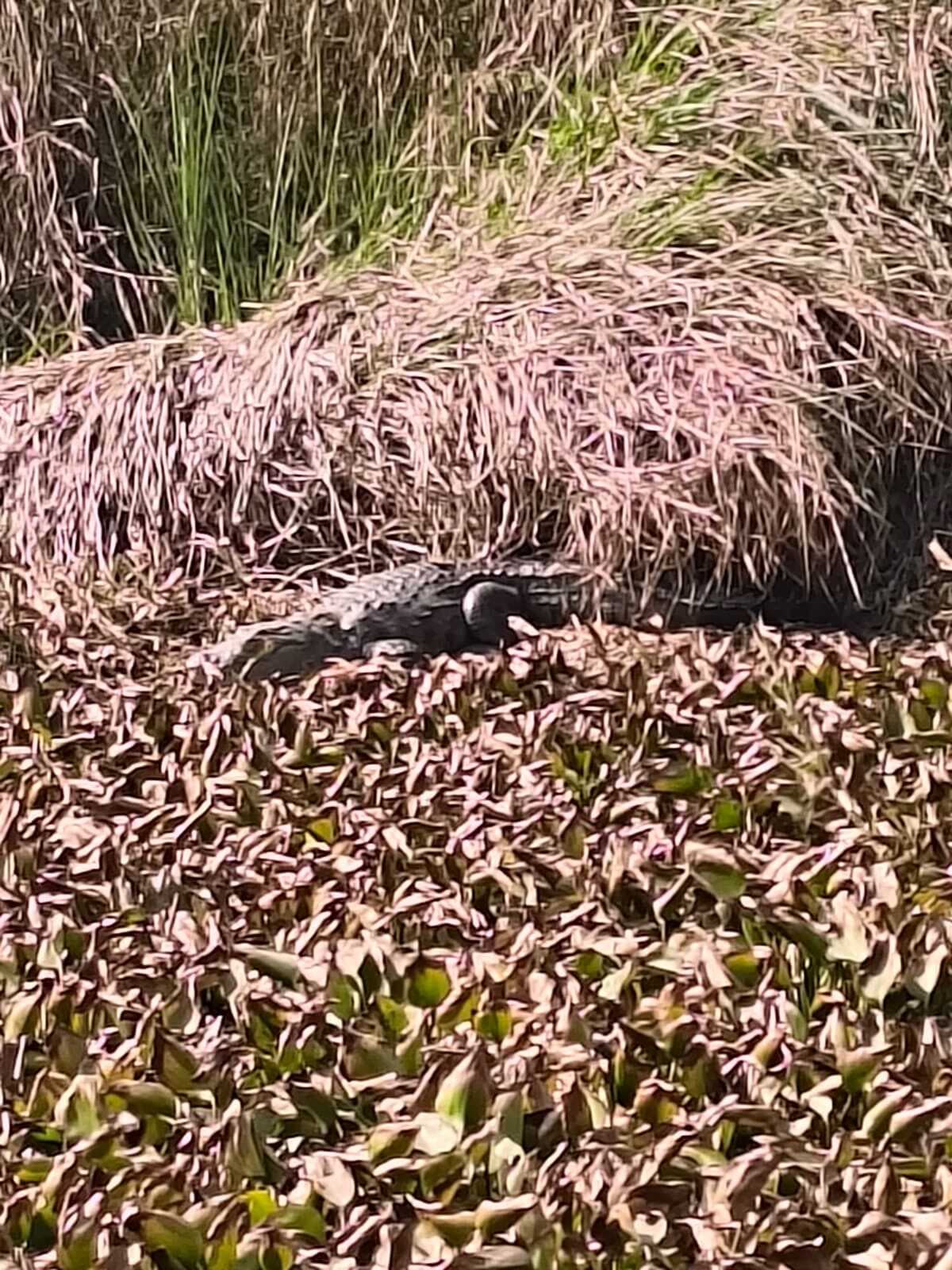 मलाही गंडक नदी के जलकुंभी में दिखा मगरमच्छ, ग्रामीणों में दहशत