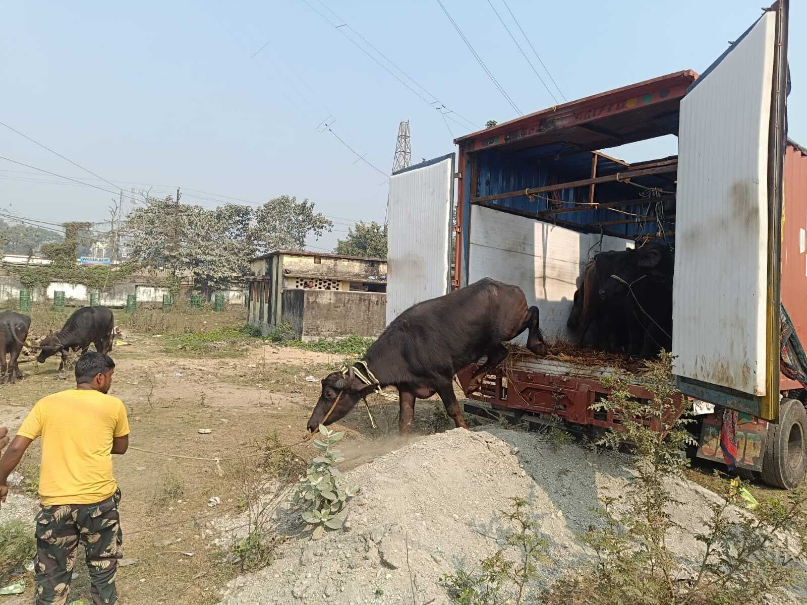 किशगनेंज में मवेशियों से भरा कंटेनर पुलिस ने किया जब्त:तस्करी के लिए ले जार रहे थे मवेशी, चार तस्कर गिरफ्तार