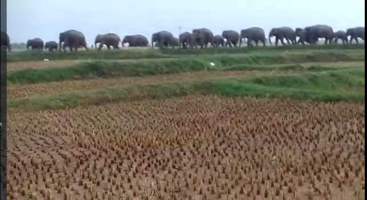 Bokaro News: घटती वन भूमि ने बढ़ाया हाथियों का खतरा