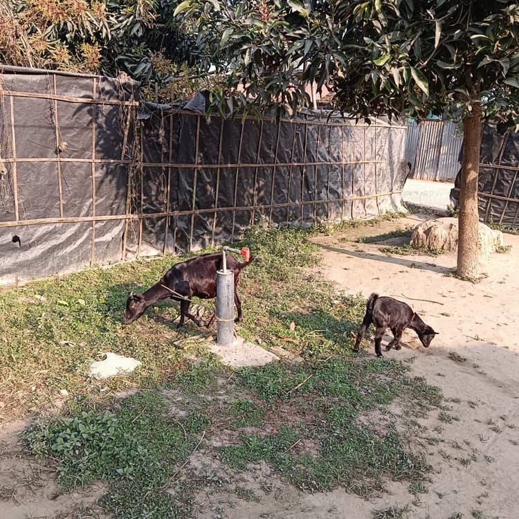 बलरामपुर प्रखंड में नल जल योजना फ्लॉप, आमलोगों को नहीं मिल रहा शुद्ध पेयजल