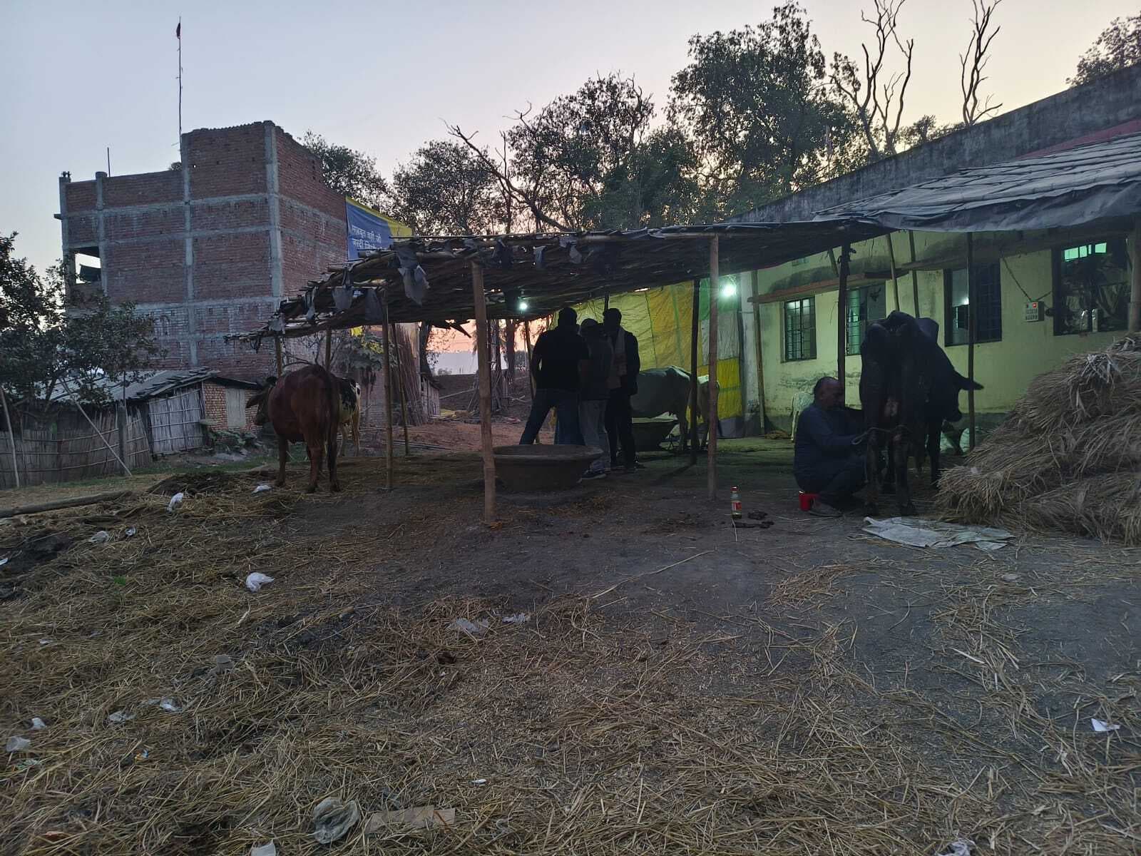 नहीं रुचि ले रहे हैं पशु सप्लायर, 13 में से मात्र एक पहुंचे पशु सप्लायर