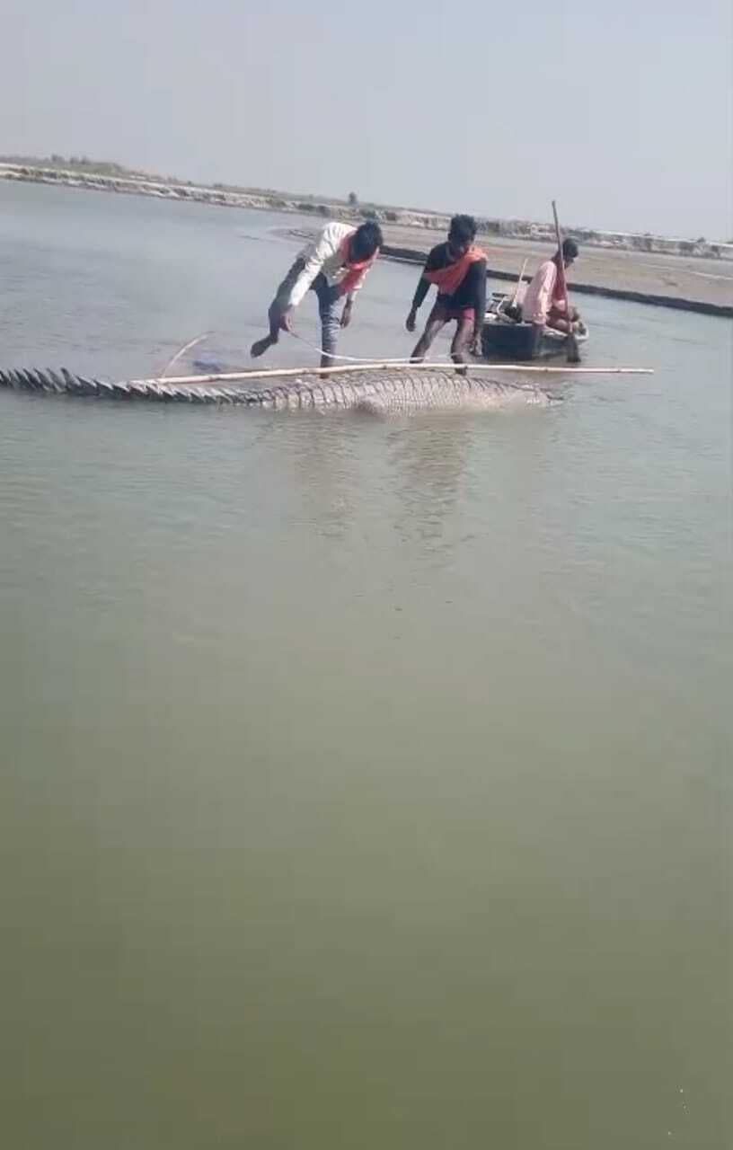 गंडक नदी में मृत मिला घड़ियाल,ग्रामीणों ने वन विभाग को किया सूचित