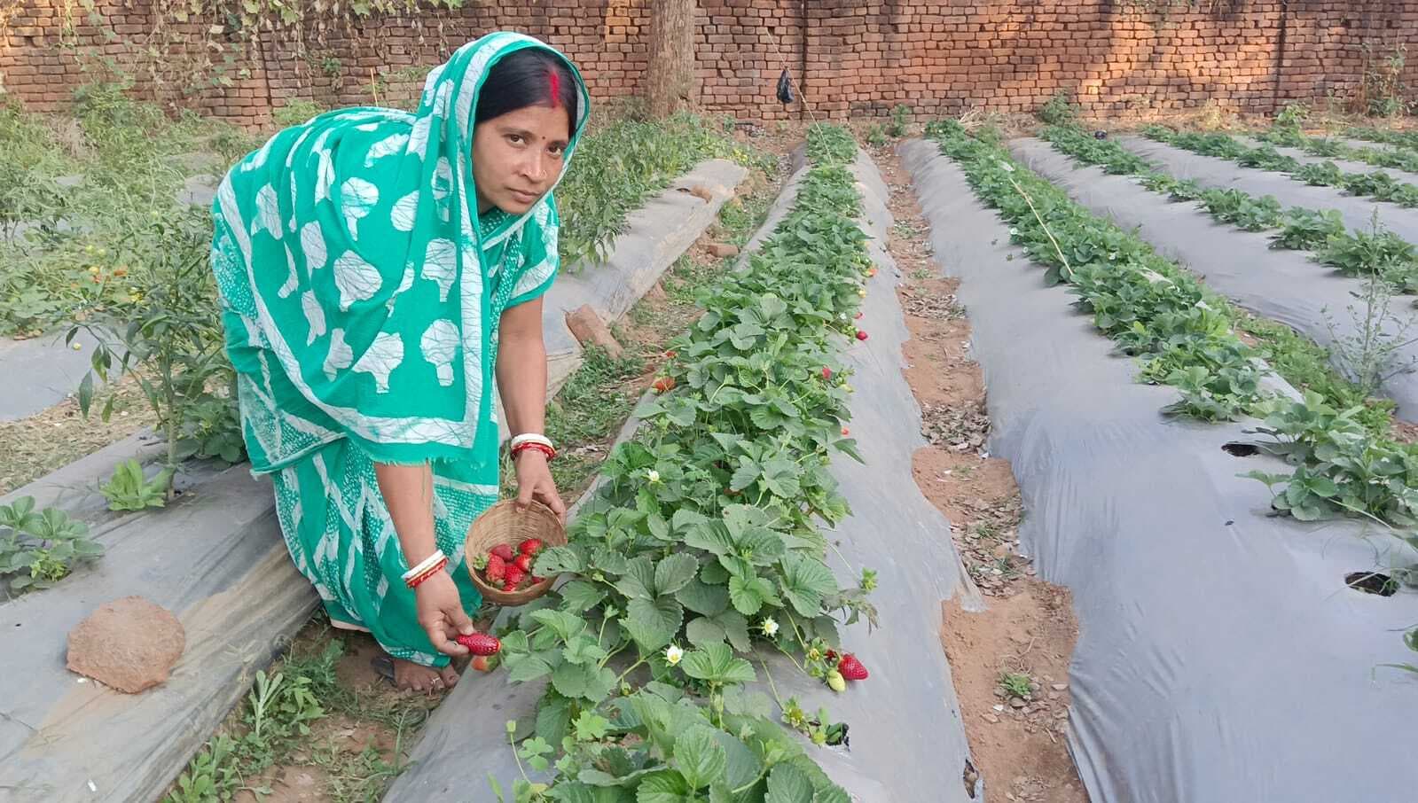 स्ट्रॉबेरी की खेती कर रही सशक्त बन रहीं महिलाएं