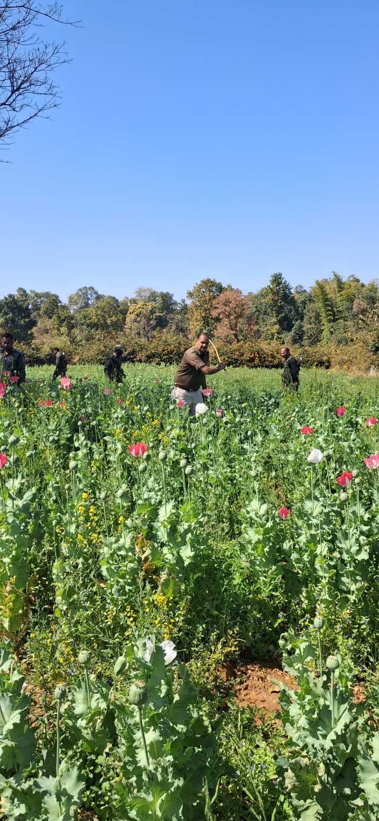 तोरार में पुलिस ने पोस्ते की खेती को किया नष्ट