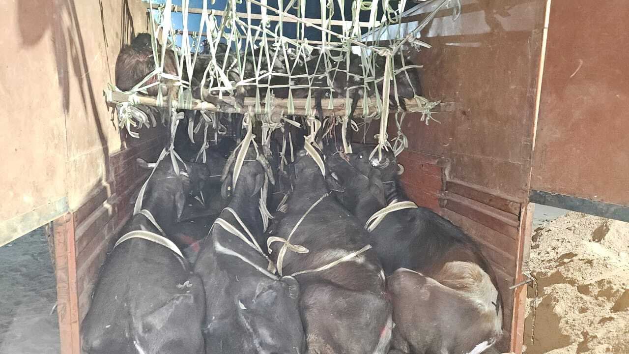 बहादुरगंज पुलिस ने 94 तस्करी के मवेशियों को किया जब्त, छह तस्कर गिरफ्तार