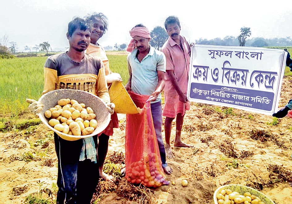 बांंकुड़ा में सुफल बांग्ला स्टॉल के लिए किसानों से खरीदे जा रहे आलू